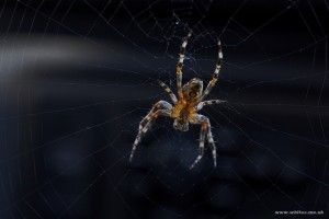 Just for all you arachnophobes